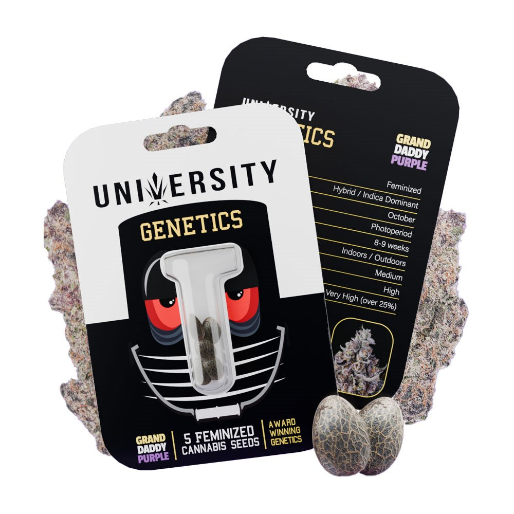 UNIVERSITY GENETICS FEMINIZED CANNABIS SEEDS - GRAND DADDY PURPLE