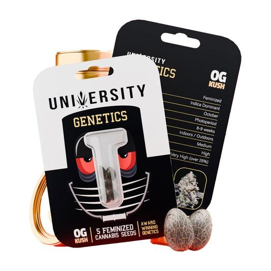 UNIVERSITY GENETICS FEMINIZED CANNABIS SEEDS - OG KUSH