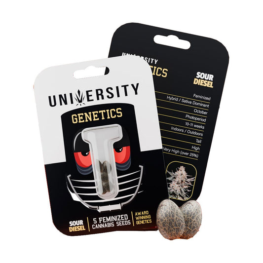 UNIVERSITY GENETICS FEMINIZED CANNABIS SEEDS - SOUR DIESEL